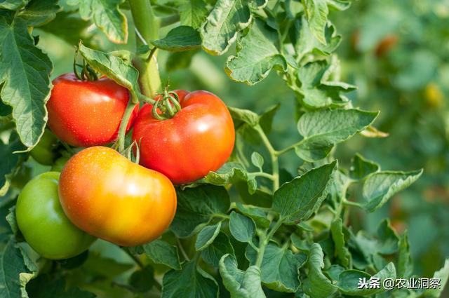 温室大棚种植番茄科学分辨不同病害及常见三种病害原因及防治措施