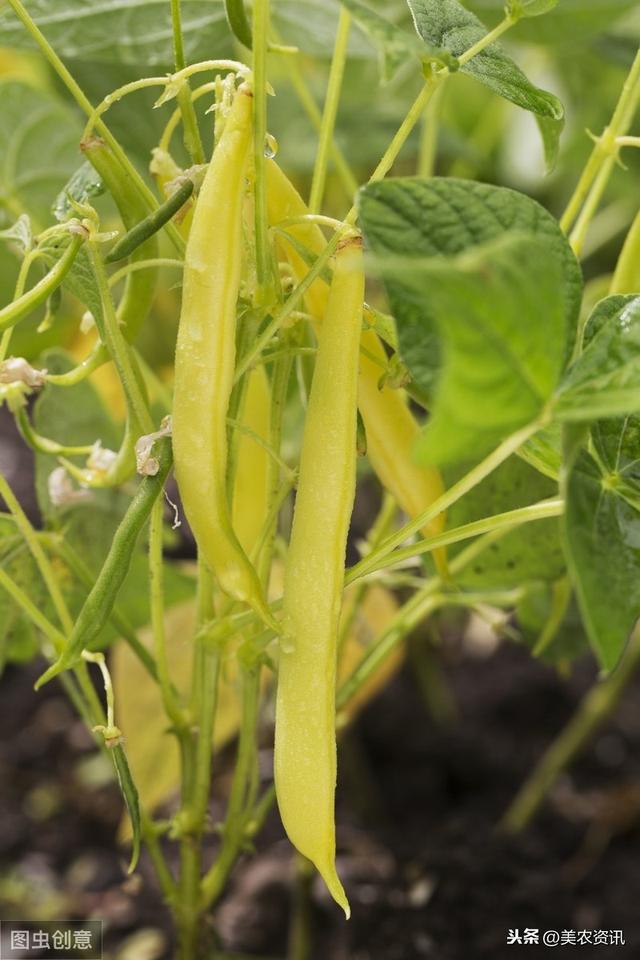 菜豆育苗技术，赶紧看，太实用了11