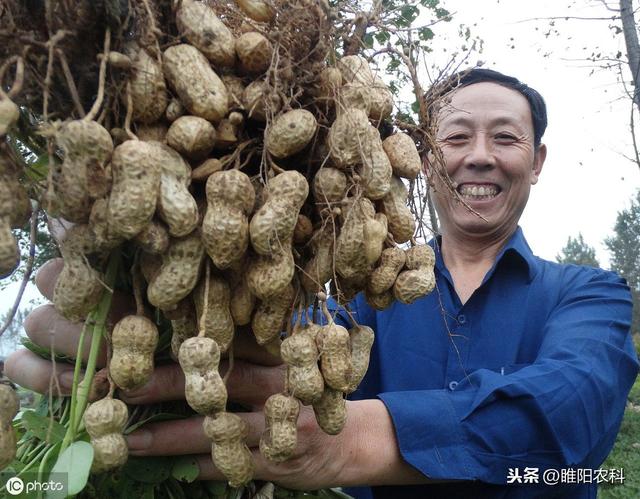 喷施花生控旺药加这个肥，防止空壳、秕果最重要，一亩增产200多