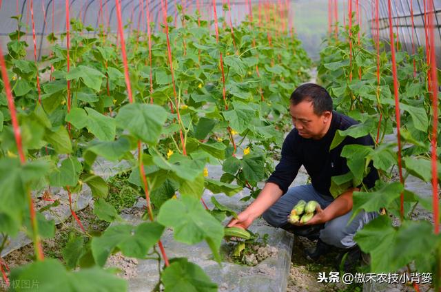 黄瓜发生“花打顶”问题不用愁，诱发原因和解决方法这都有11