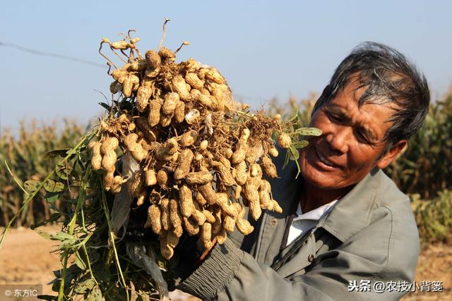 花生种植常因茎腐病而减产，掌握好发病规律，综合防治夺高产！10