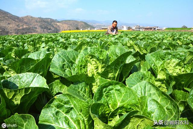 这个生物农药真菌、细菌通杀，高效又安全4