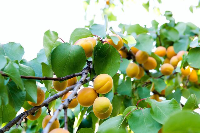 详解杏树栽培管理，来学学杏树播种、嫁接管理，病虫害防治2