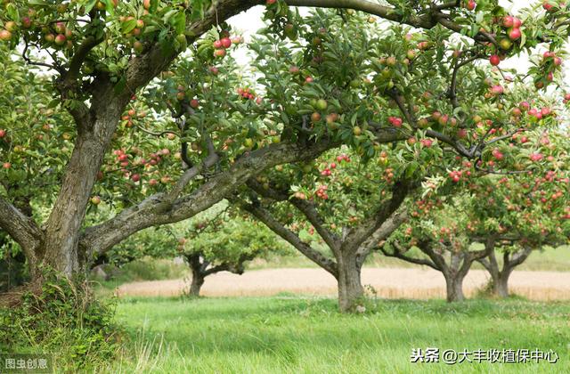 代森锰锌、吡唑醚菌酯……最全杀菌剂用药指南！看完都明白了！3