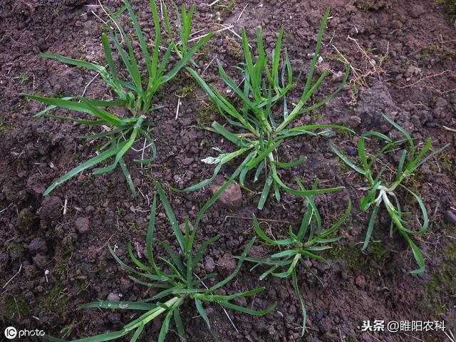 这个除草剂可防治30多种杂草，对芦苇、白茅等10多种恶性杂草特效3