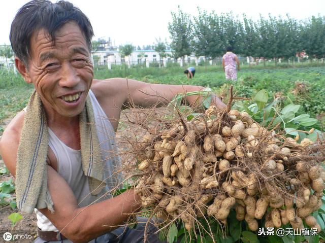 花生主要病害的发生与防治7