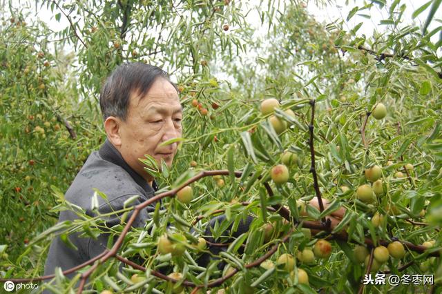 冬枣从发芽到坐果正常打几次药？都用哪些成份杀菌剂好？2