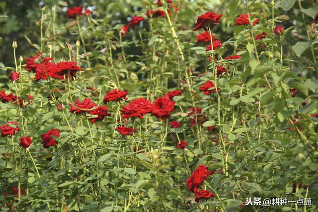 食用玫瑰花病虫害防治技术，花农请收好5