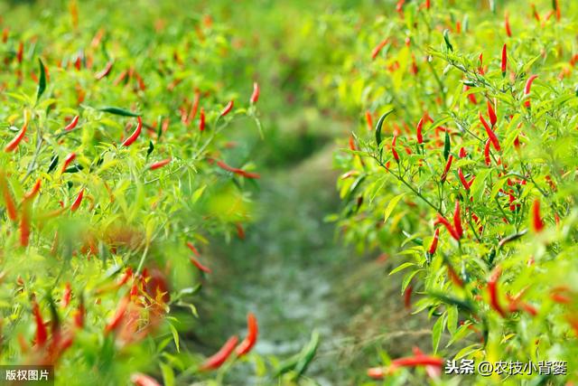 辣椒植株旺长会导致花果量减少，辣椒旺长原因和控旺方法要掌握好8