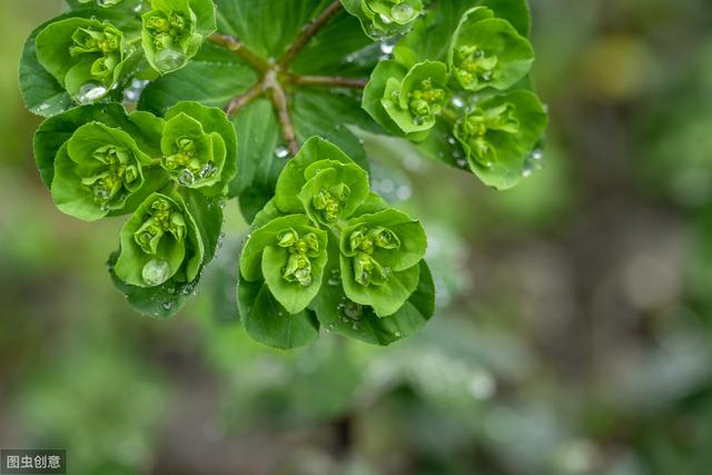 一种植物，名叫“五朵云”，野外很常见，观赏价值高3