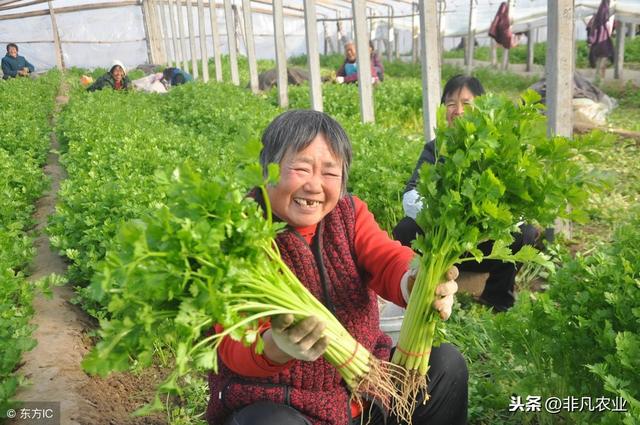 手把手教你种芹菜，种植简单，3天发芽，种植户必须要学！4