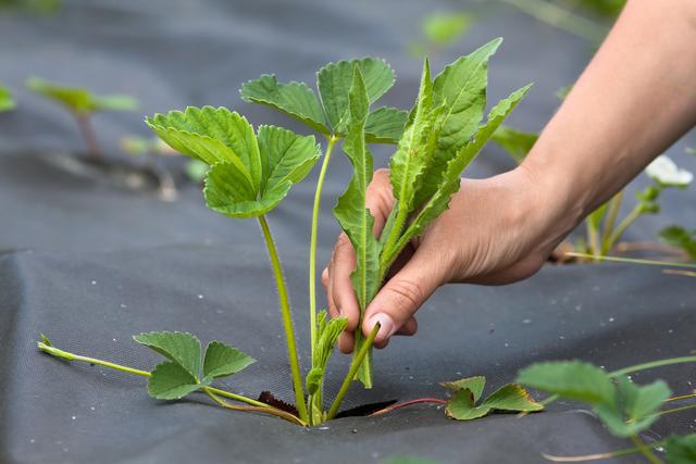 蔬菜常用农药介绍：除草剂–氟乐灵Trifluralin4