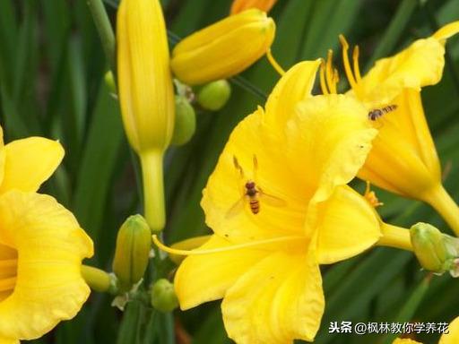 萱草品种 萱草品种（萱草品种图片） 生活