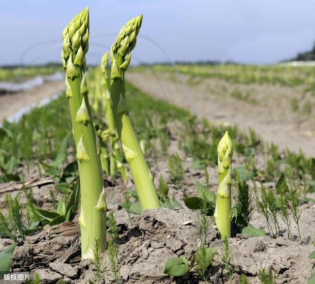 宁南霉素——蔬菜常用杀菌剂，附番茄、辣椒、豆类等作物施药方法5