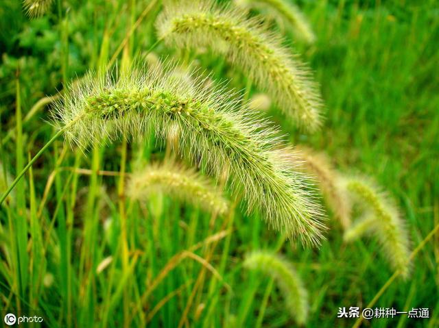 几种除草剂对烟田杂草的防除效果4