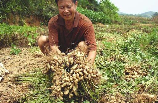 花生蛴螬真的很难治？注意3点，秋季产量杠杠的5