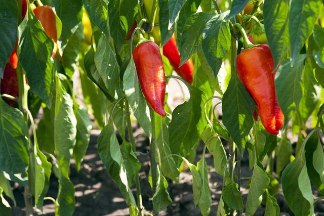 辣椒种植出现肥害的原因越来越多，找到方法轻松解决，丰收有保证
