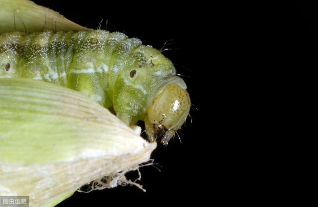 如何防治幼虫期小菜蛾、菜青虫？附蔬菜常用杀虫剂——虫酰肼5