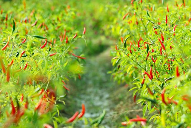 朝天椒高效种植管理中，病虫害的绿色防控技术，以下内容值得一看