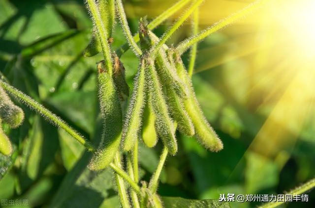 大豆开花结荚期早施叶面肥，增加结荚数量，促进荚果饱满充实