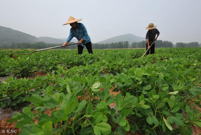 花生三遍药比较盛行，到底要打哪些药？分别什么时间使用？2