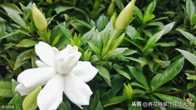 小叶栀子