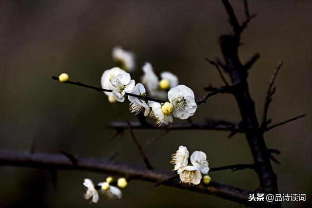 零落成泥碾作尘只有香如故的意思