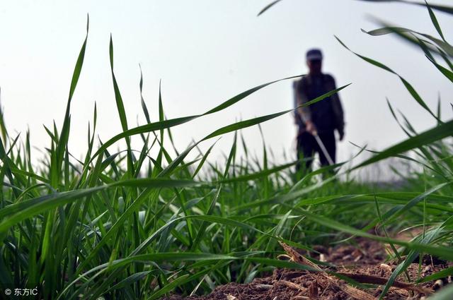 小麦田禾本科杂草用哪些除草剂可以防治？优缺点分别是什么？2