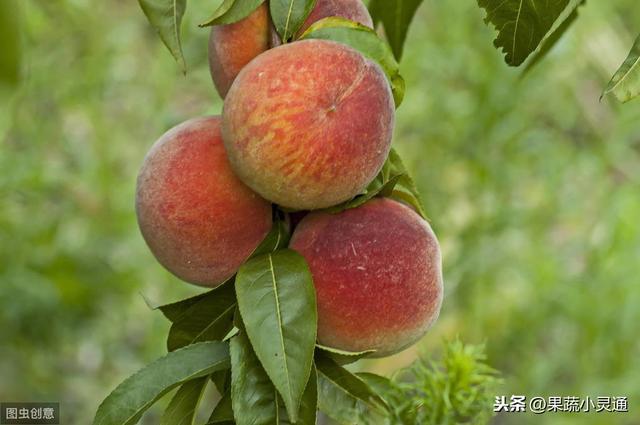 晚熟桃生长后期，注意防治桃褐腐病，做好这三点很受益，你试试