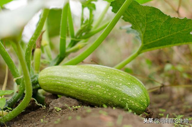 西葫芦枯萎用哪些肥料好？烂根叶面喷什么好？黄叶死苗用什么肥好3