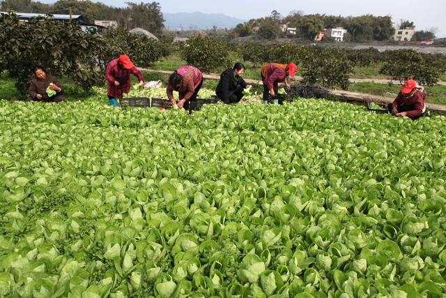 小白菜刚出土打什么农药效果好？掌握4点不再难