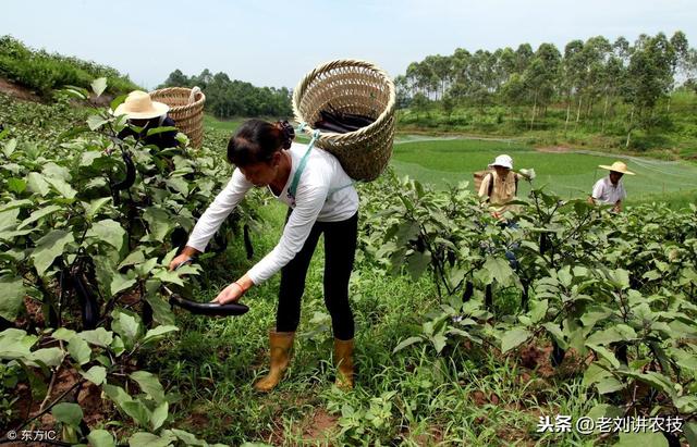 农药植保：菜农常用的23种农药，务必要搞清楚，避免产生要害！3