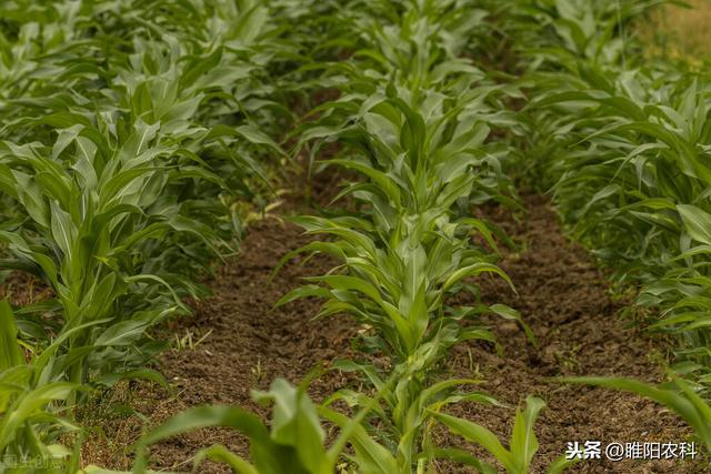 草铵膦这个小配方，能将果园、荒地、玉米田恶性杂草全杀净3