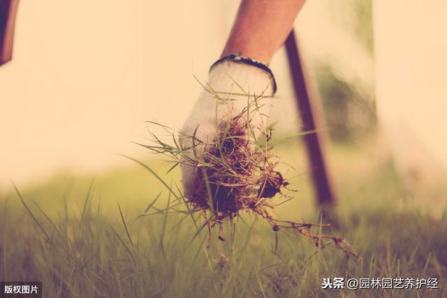 吡氟禾草灵能防除哪些植物和杂草？1