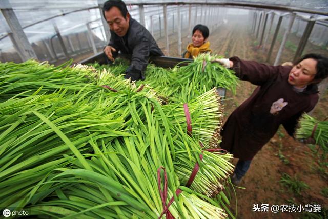 韭菜种植做好这五点，苗株根系发达、叶片肥大，产量品质有保证13