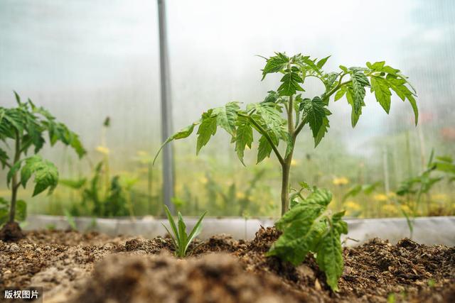 日光温室番茄改良茬口——冬春茬稳产高效栽培技术，种植户可借鉴8