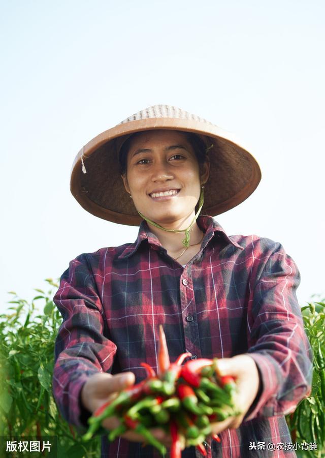 辣椒植株旺长会导致花果量减少，辣椒旺长原因和控旺方法要掌握好13