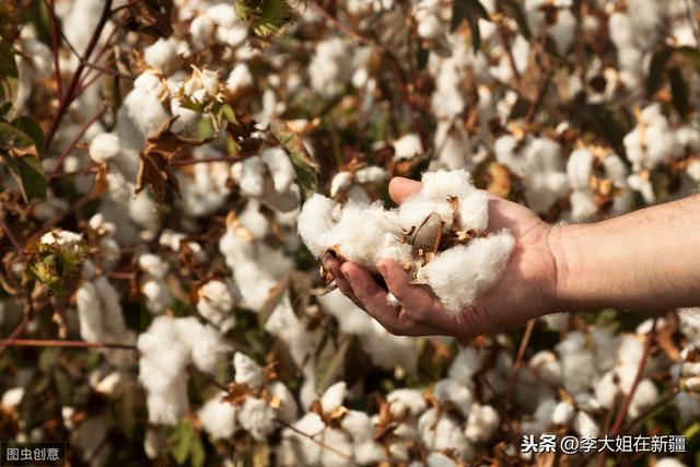 防治棉花蚜虫，防止棉花减产，附用药方案2