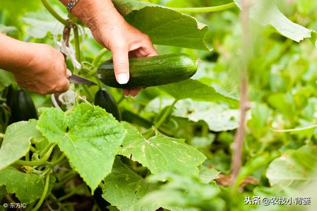 黄瓜种植，如何有效防治靶斑病、霜霉病、细菌性角斑病、炭疽病？17