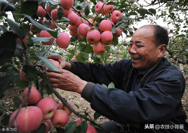 植物生长调节剂的数十种高效复配方法，你都会用？都用对了吗？15