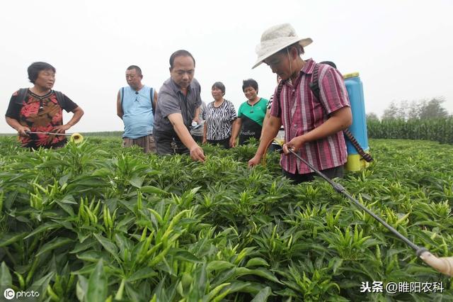 这几个配方对100多种真菌、细菌病害都具有保护、治疗和铲除作用4