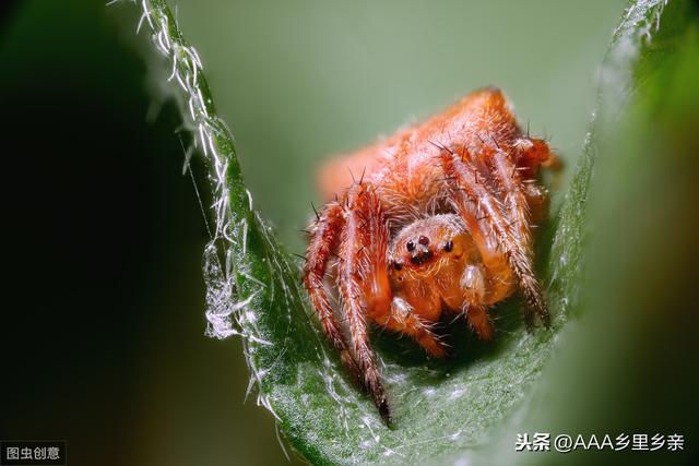 红蜘蛛：最有效杀螨剂——联苯肼酯3