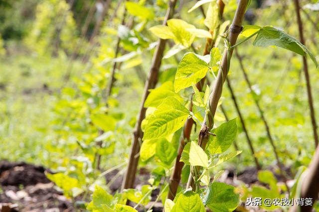 春季种植豆角做到这五点，苗株健壮、开花结荚多，持续采摘能高产4