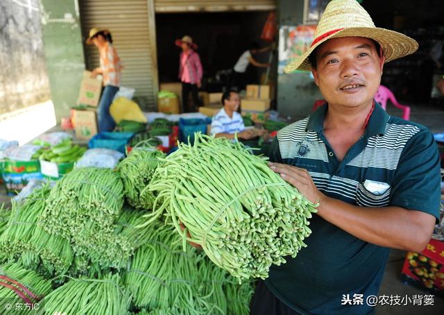 豆角蓟马易发生、繁殖快、危害重、防治难？如何能提高防治效果？6