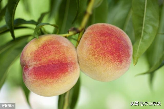 桃树种植病害的发生特点，及无害防治技术分析，果农朋友一起学学8