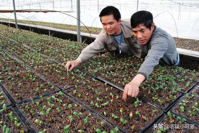 哈茨木霉菌和枯草芽孢杆菌，一个是真菌一个是细菌，哪个效果好？6