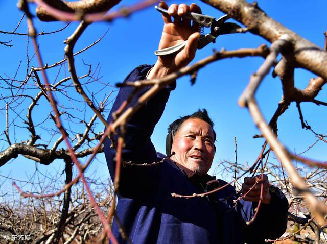 桃樹冬剪長枝修剪技術,桃樹長得好,冬季管理少不了