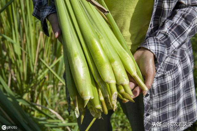 种植茭白想高产，3条易犯错误要避免，5点增产技巧需记牢5