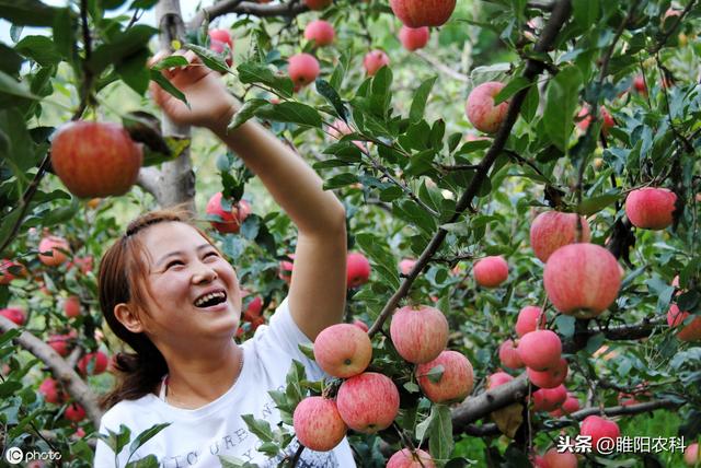 这个药是果树专用保花保果、膨大、增产、美果药剂，效果特好5