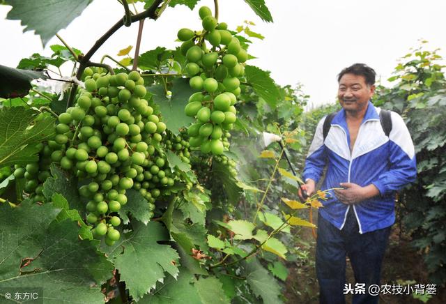 植物激素生长调节剂用的巧，各类农作物才能长得好！8